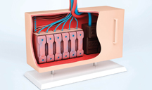 在线DDOS攻击平台