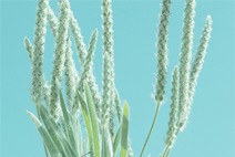 ddos攻击在哪能买到